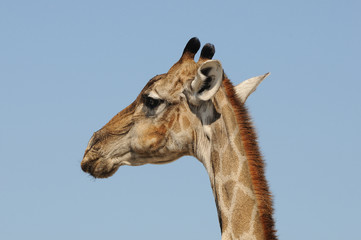 Giraffe, Etosha National Park, Namibia