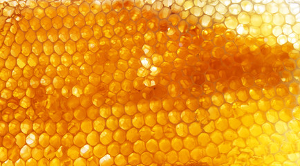 Honeycomb - obrazy, fototapety, plakaty