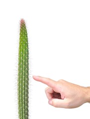 Cactus.