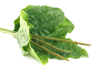 plantain isolated on white © FomaA