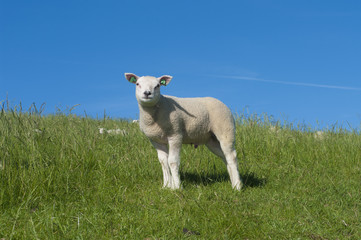 lamb on a dike