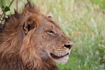 Male lion lying in the shade