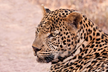 Male leopard lying in the shade