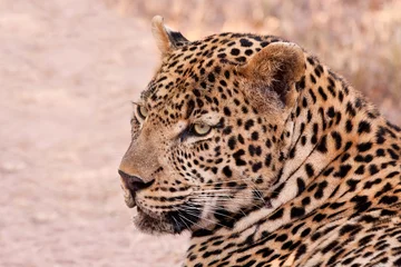 Foto op Plexiglas Panter Male leopard lying in the shade