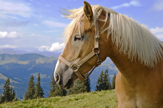 Haflinger im Allg&auml;u