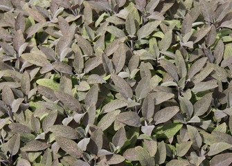 A Leafy Background Picture of the Herb Sage.