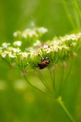 Striped shield bug on a cow parsley