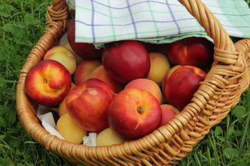 Aprikosen und Nektarinen