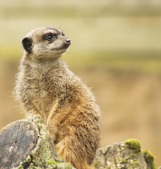 Suricate