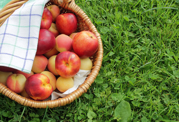 Aprikosen und Nektarinen