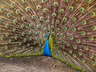 Obraz premium peacock