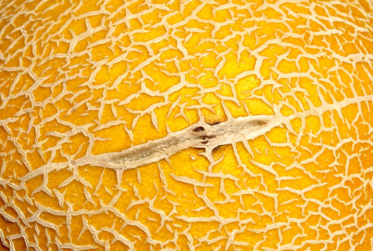 Cantaloupe