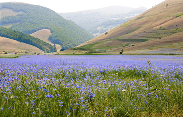 Fiordalisi a Castelluccio di Norcia