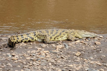 Coccodrillo del Nilo