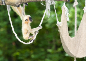 Naklejka premium Yellow-cheeked gibbon (Nomascus gabriellae) baby