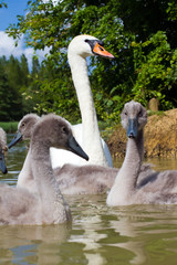swan with her cygnets