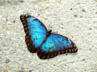 Fototapeta na wymiar blauer Schmetterling auf Wand