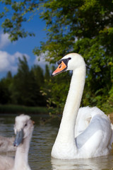 swan with her cygnets