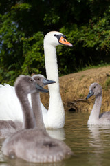 swan with her cygnets