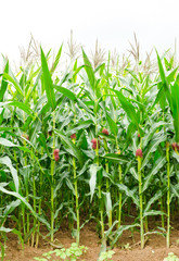 A green field of corn