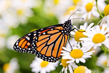 Monarch butterfly on flower - obrazy, fototapety, plakaty