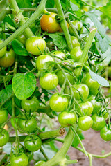 cherry tomatoes