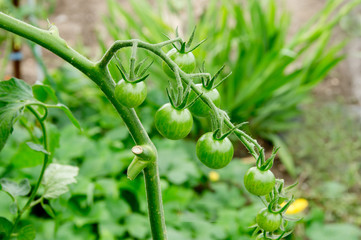 cherry tomatoes