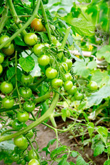 cherry tomatoes