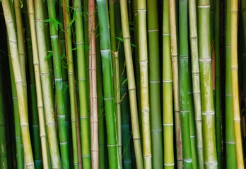 Papier Peint photo autocollant Bambou Troncs d& 39 arbres en bambou vivants