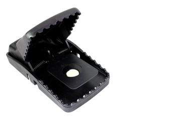Rat Trap with Swiss Cheese