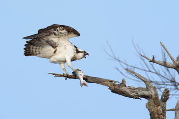 Osprey with fish