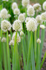 Flowers of onion
