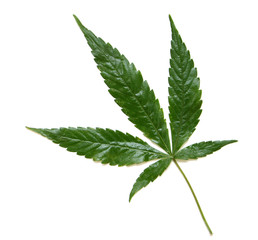 Leaf of marijuana with clipping path over white.