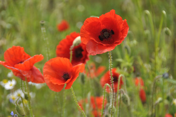 Coquelicots sauvages