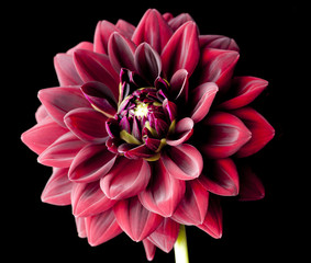 Dahlia