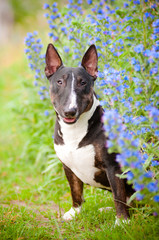 cute puppy dog hiding in flowers