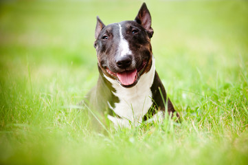 dog laying on the grass