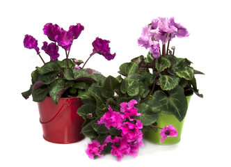 pink and purple cyclame flowers
