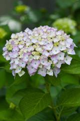 2012hydrangea_013