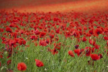 Fototapeta premium Poppies on a field