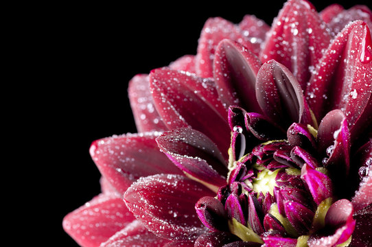 Fototapeta Dahlia