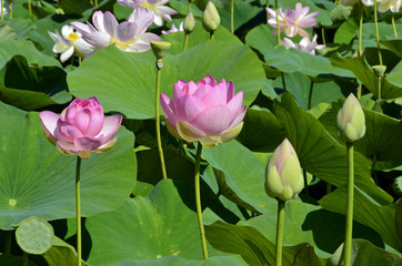 Lotus en Fleurs04