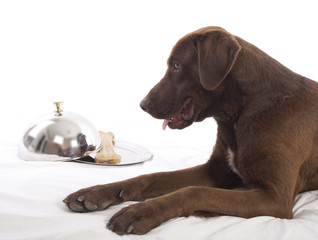 labrador retriever on white background 