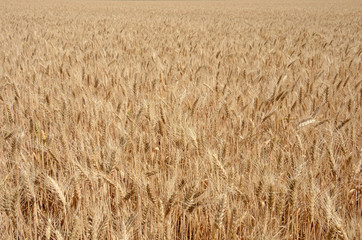 ripe rye field