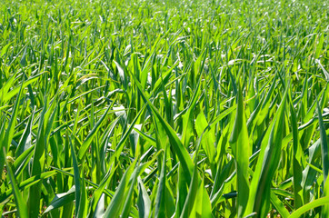 corn field on a summer morning