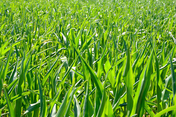 corn field on a summer morning © pasha66