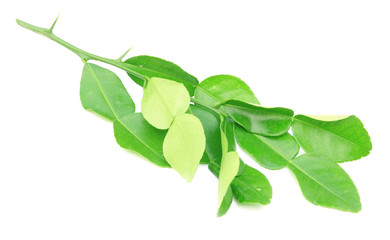 Kaffir lime leaves