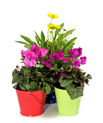 yellow daiys and cyclame isolated on white