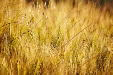 Wheat field