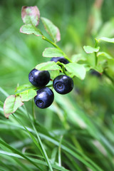 Bilberries growing on a branch